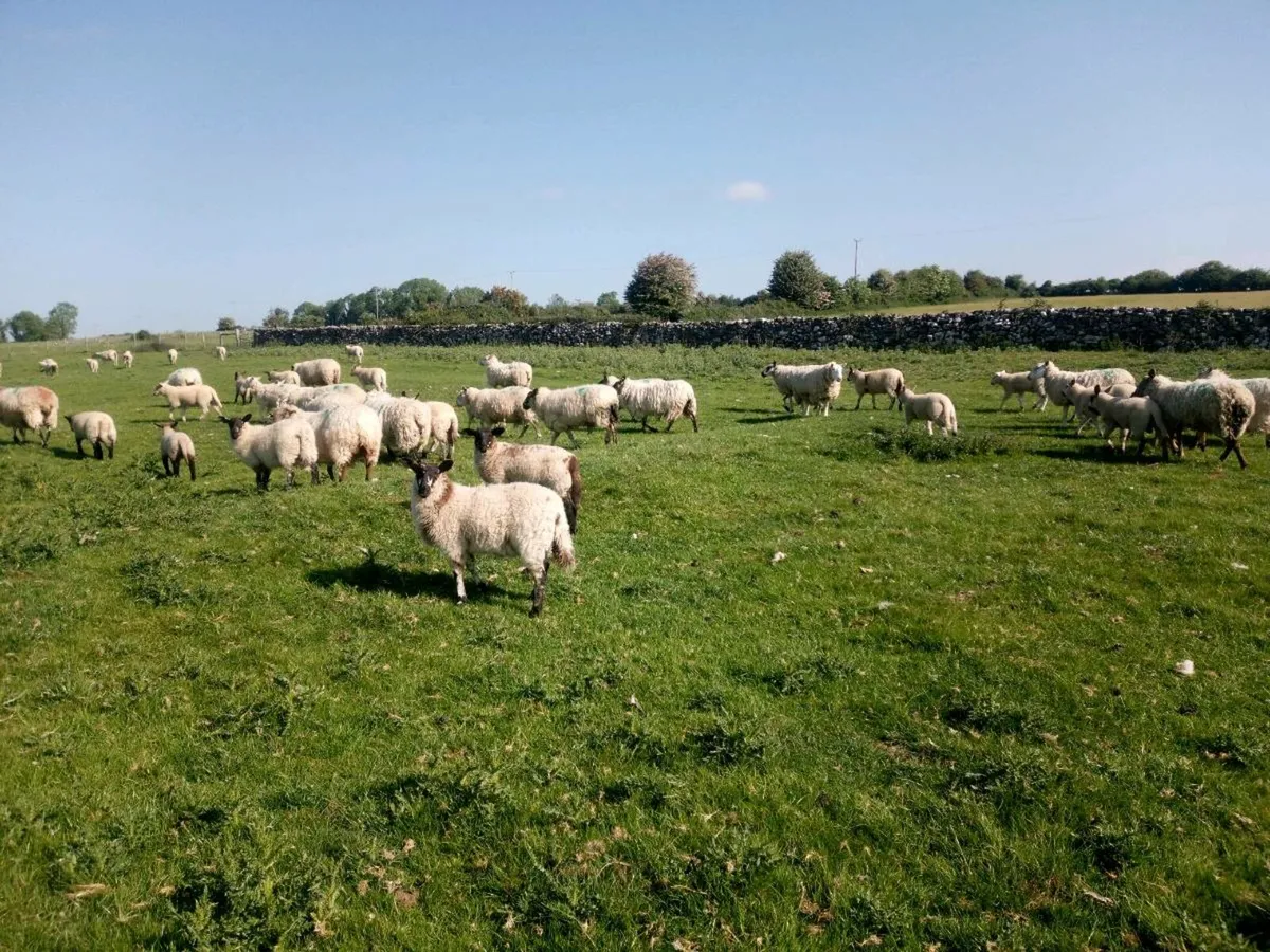Full organic ewe lambs - Image 2