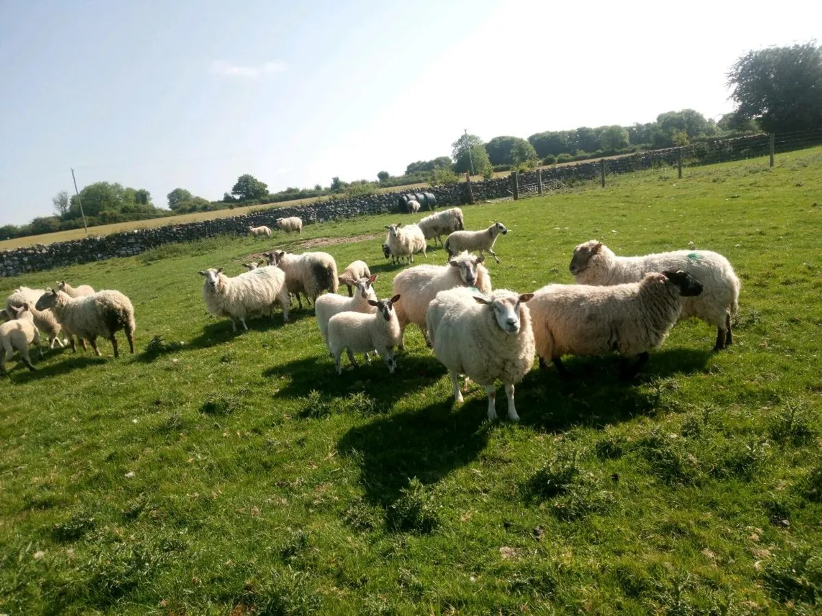 Full organic ewe lambs - Image 3