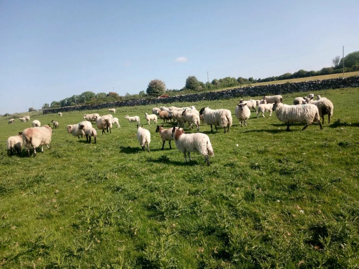 Full organic ewe lambs - Image 4