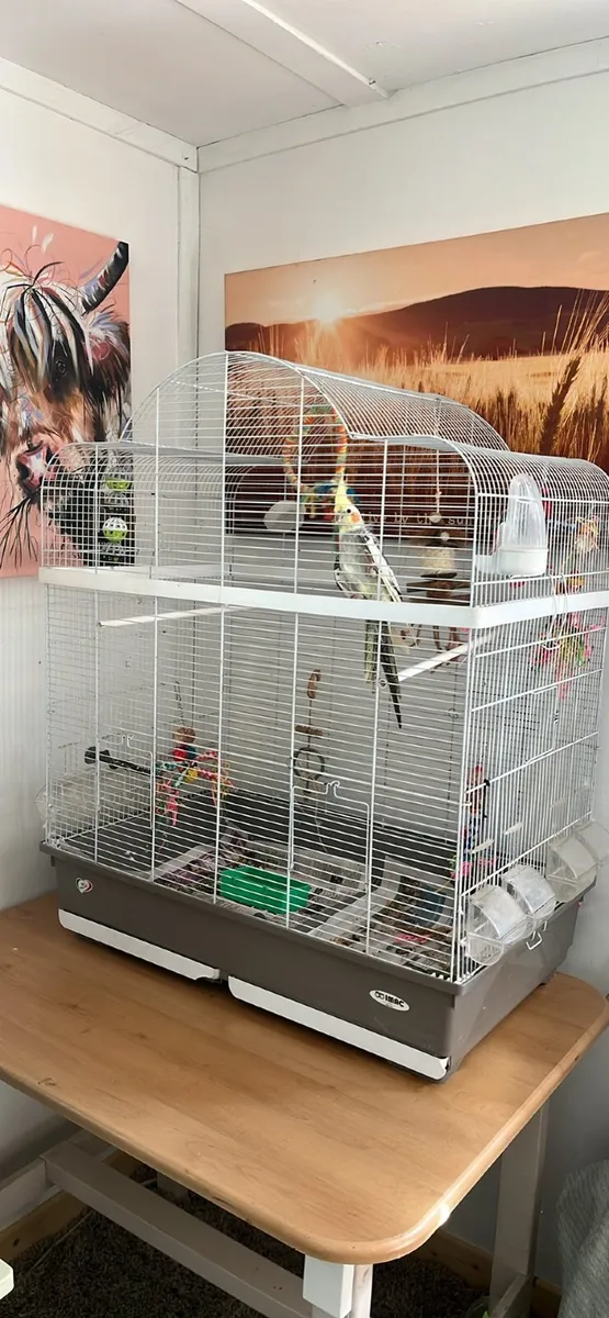 Bird cages - Image 1