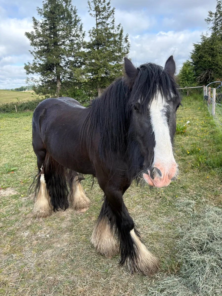 Cob pony - Image 1