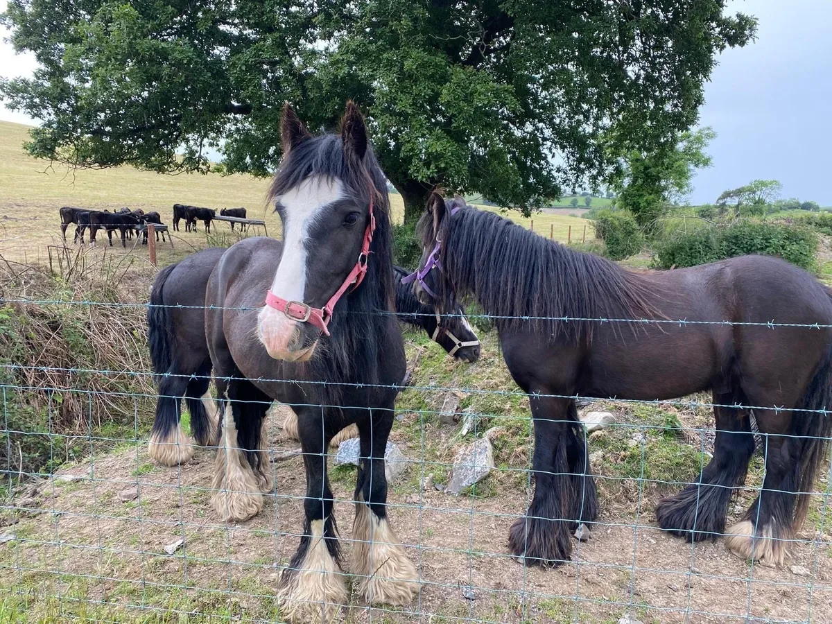 Cob pony - Image 3