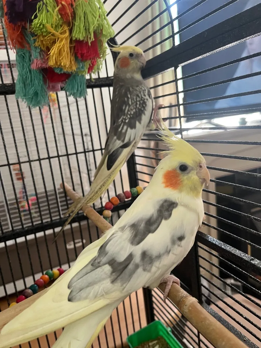 Cockatiel - Image 1