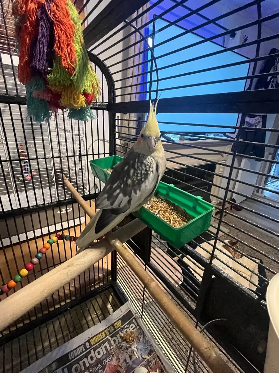 Cockatiel - Image 2