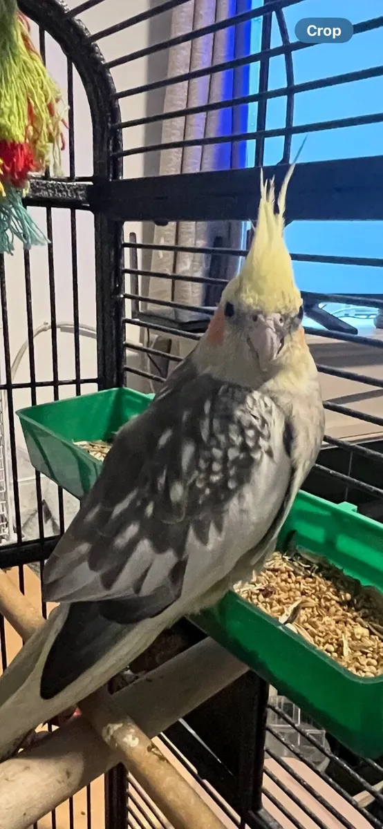 Cockatiel - Image 3