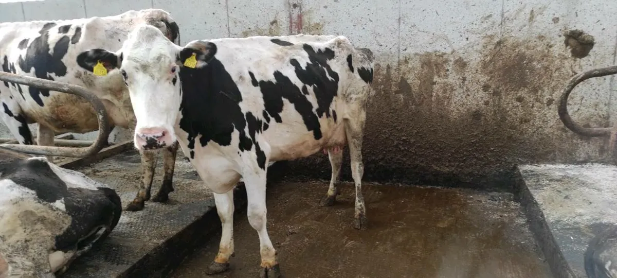 Holstein freisan cow - Image 1