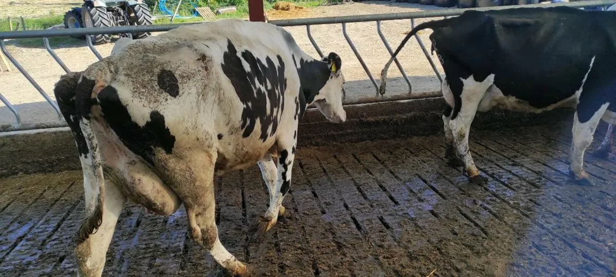 Holstein freisan cow - Image 2