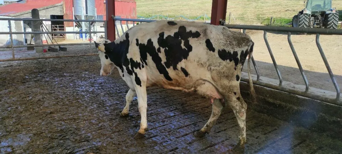 Holstein freisan cow - Image 3