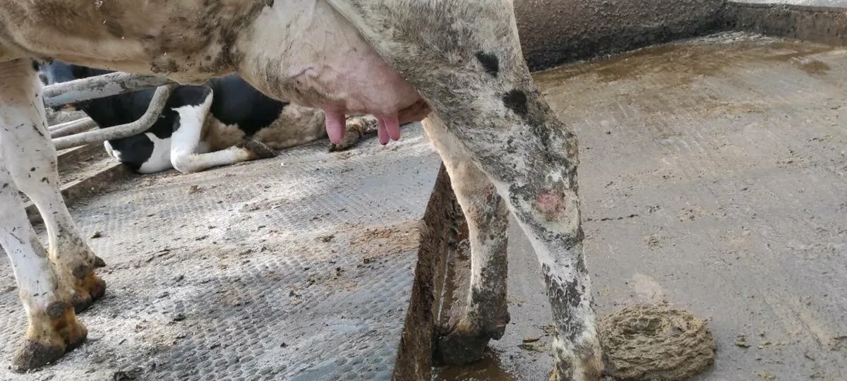 Holstein freisan cow - Image 4