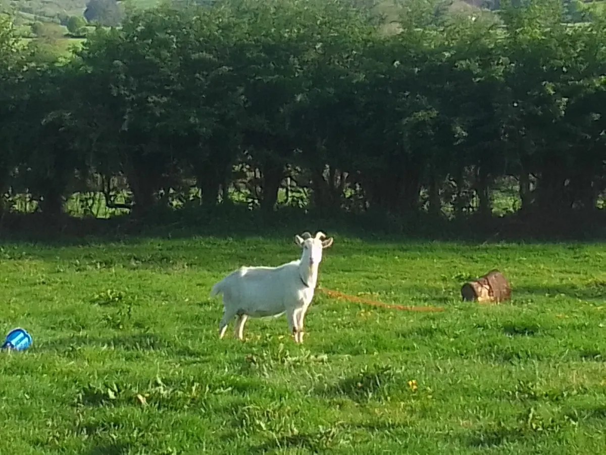 Goat - Image 1