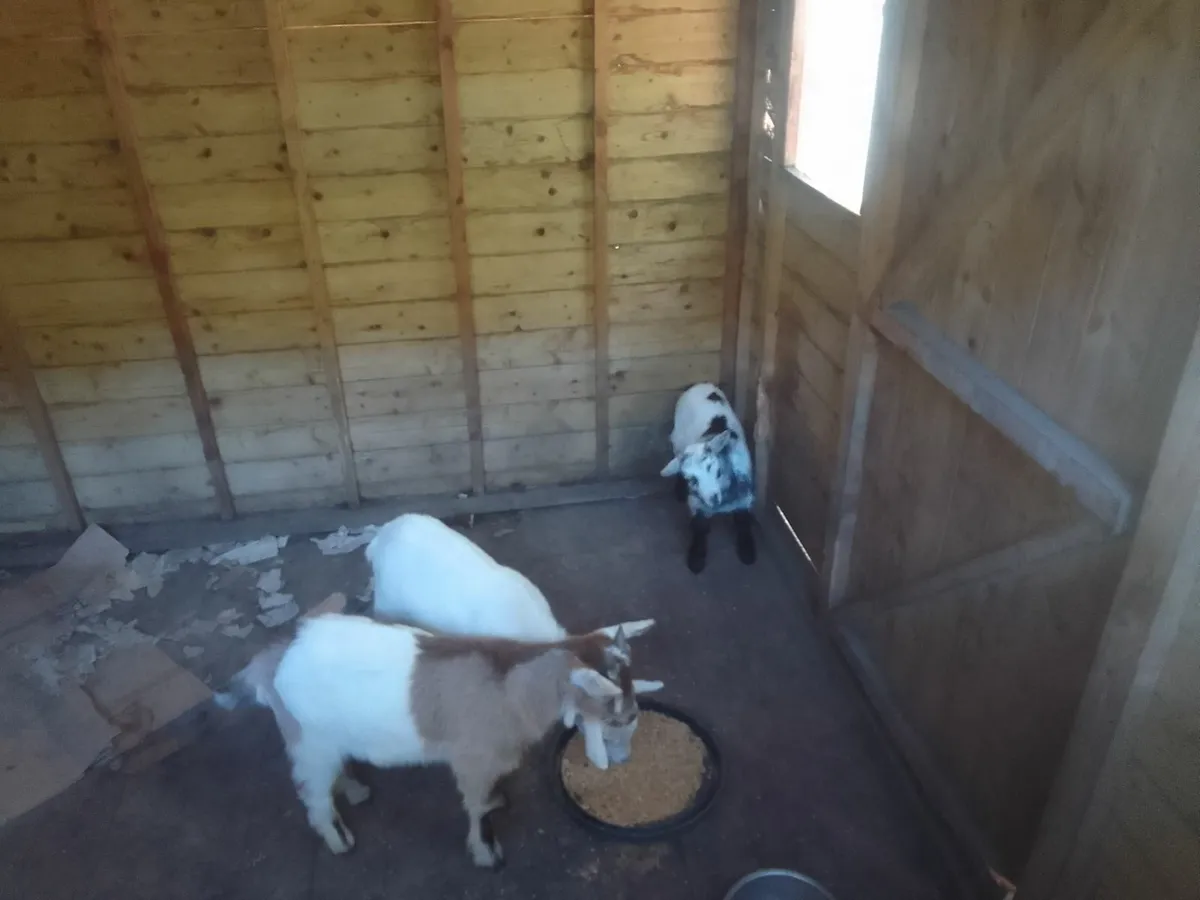 Goat - Image 2