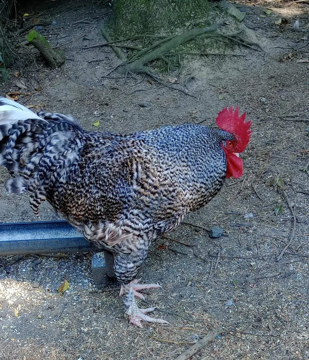 poultry - Image 4