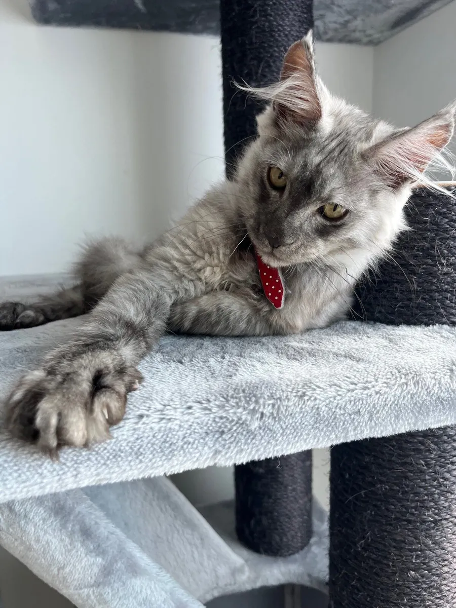 Kitten - Image 2