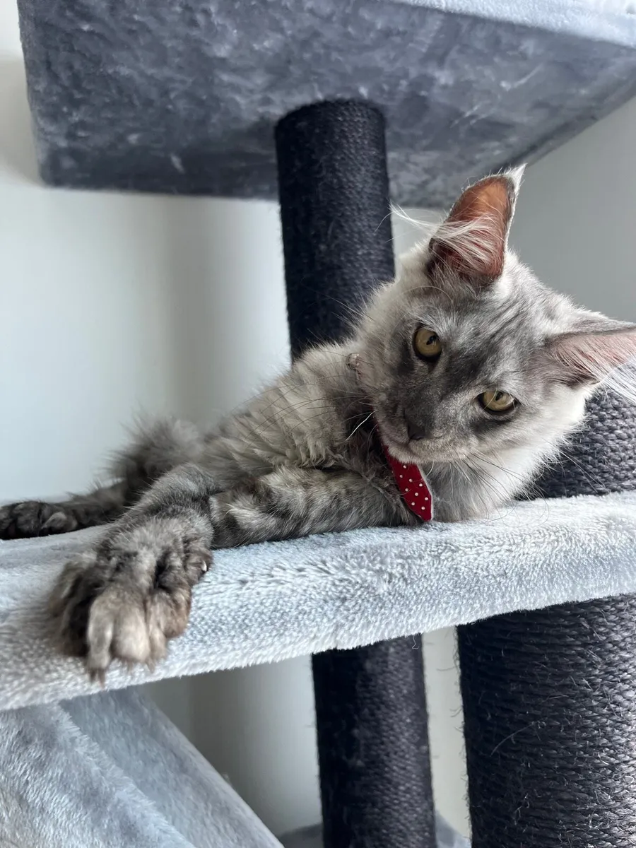 Kitten - Image 3