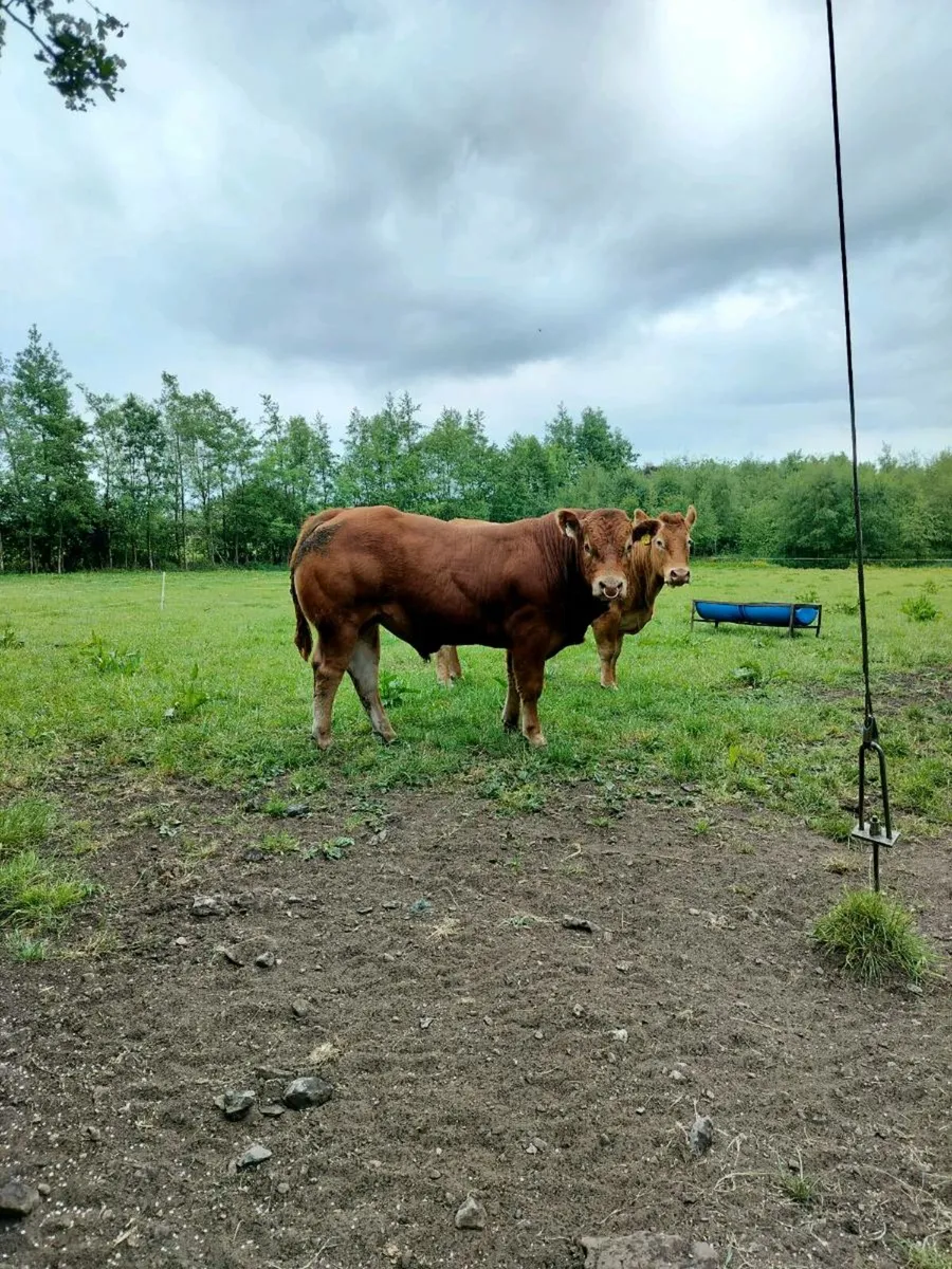 Limousin Bull - Image 1
