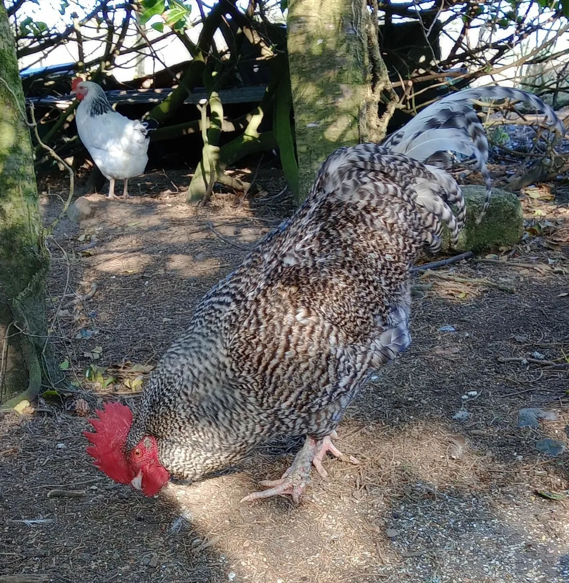 poultry - Image 2