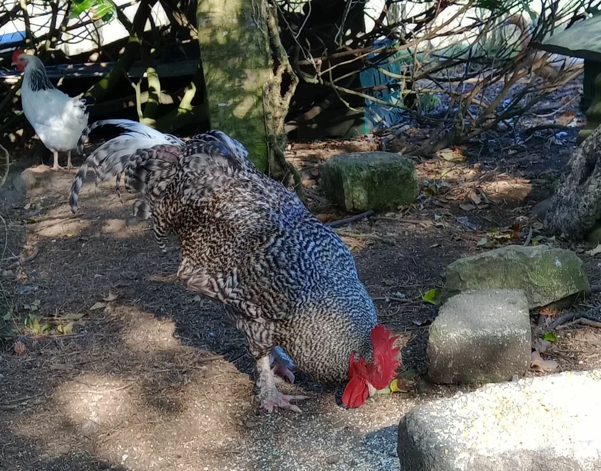 poultry - Image 3