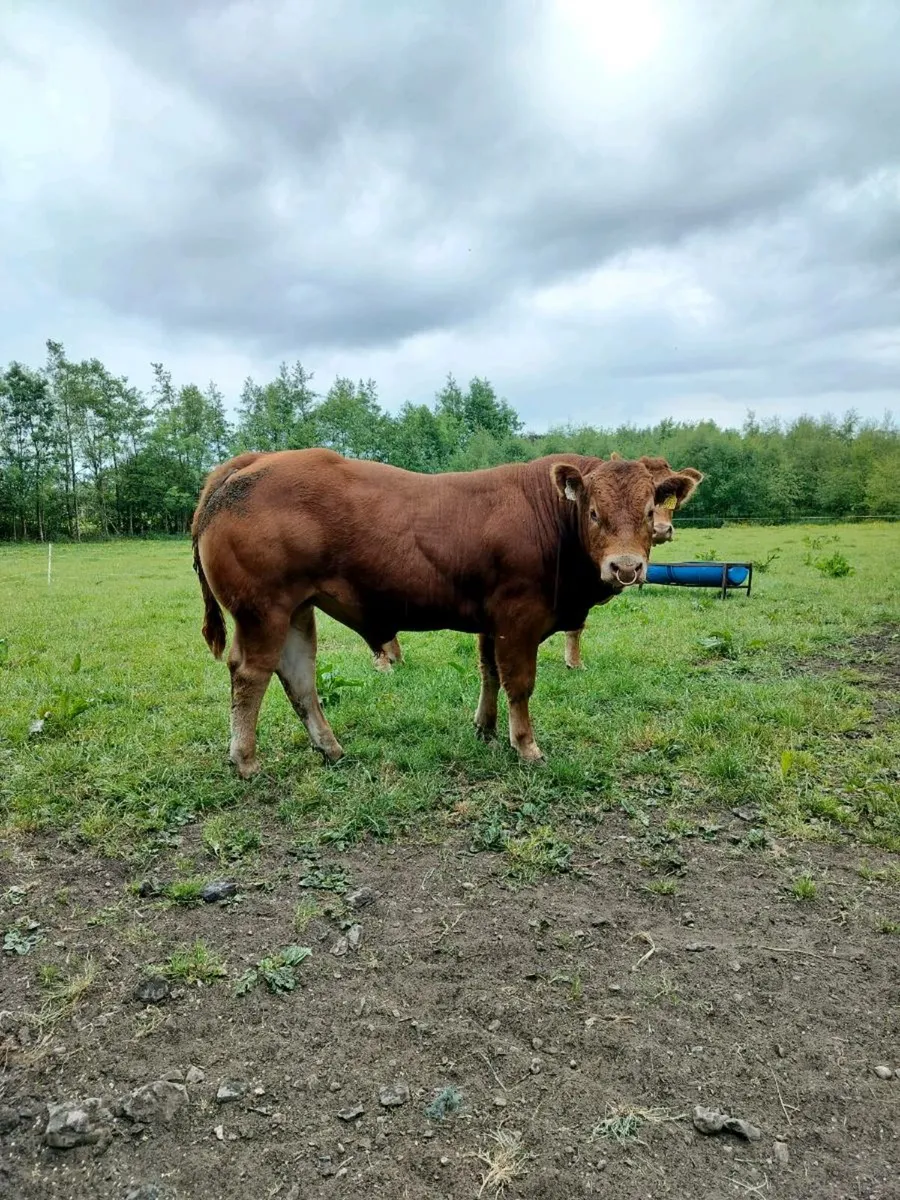 Limousin Bull - Image 2