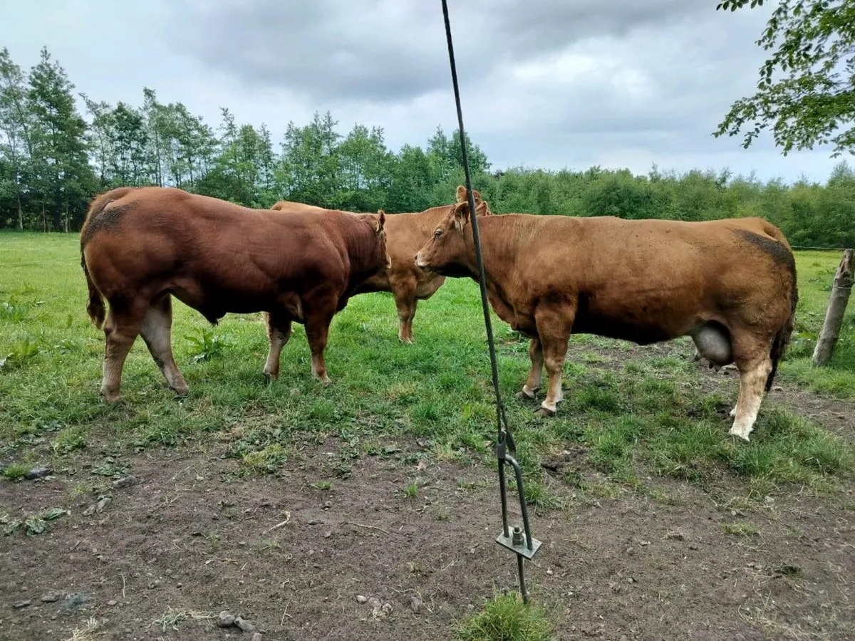 Limousin Bull - Image 3