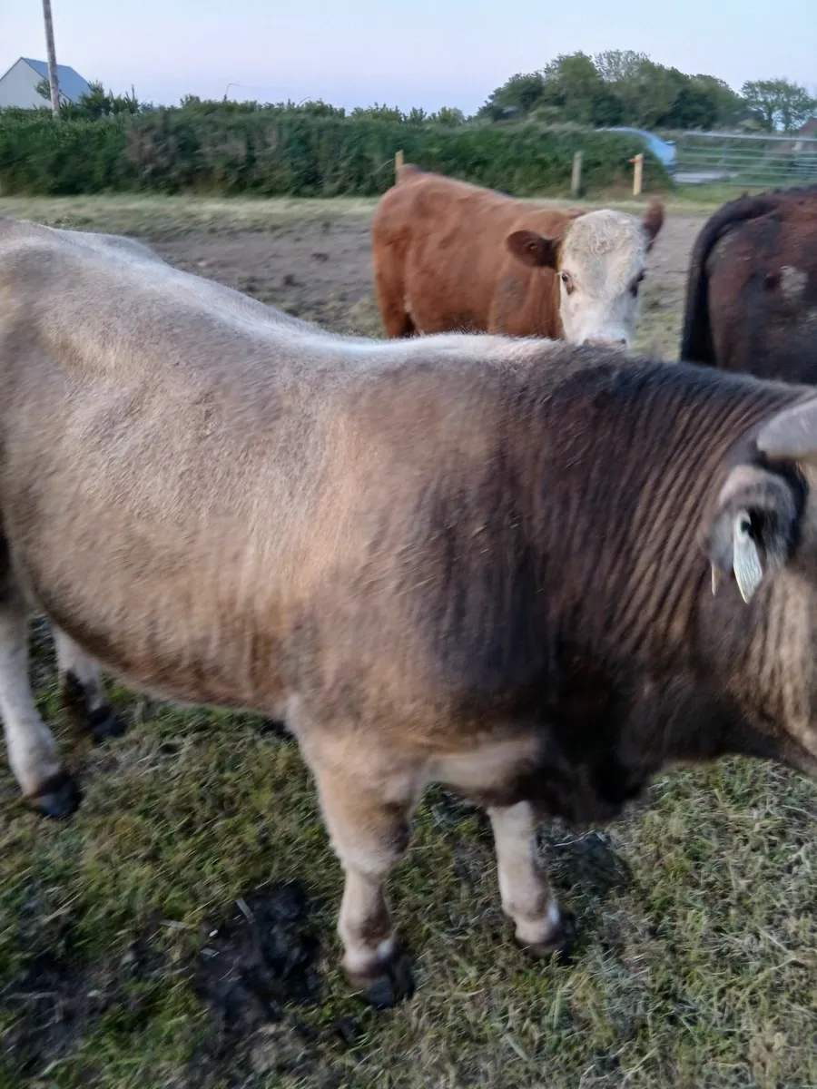 Bull - Image 2