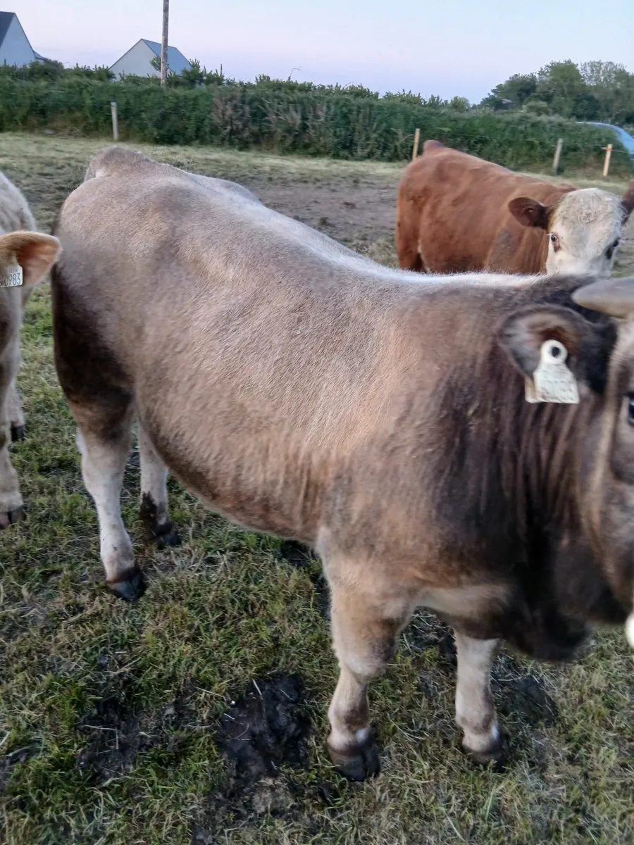 Bull - Image 3