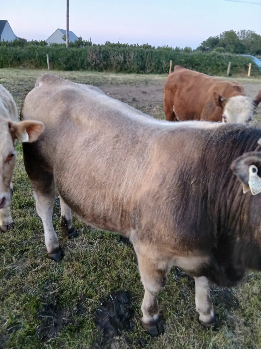 Bull - Image 4