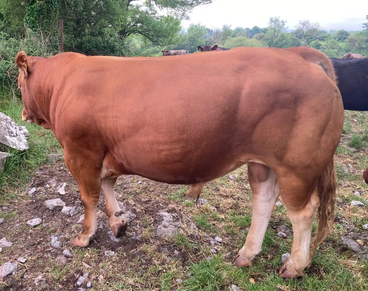 Gort Mart: Thurs 22nd May: Entries - Image 3