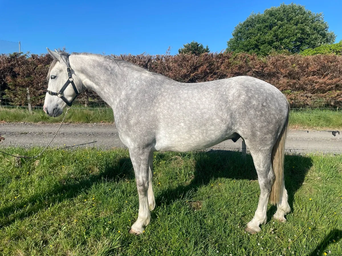 ☘️ Stan ☘️ 3 year old full RID Gelding. - Image 1