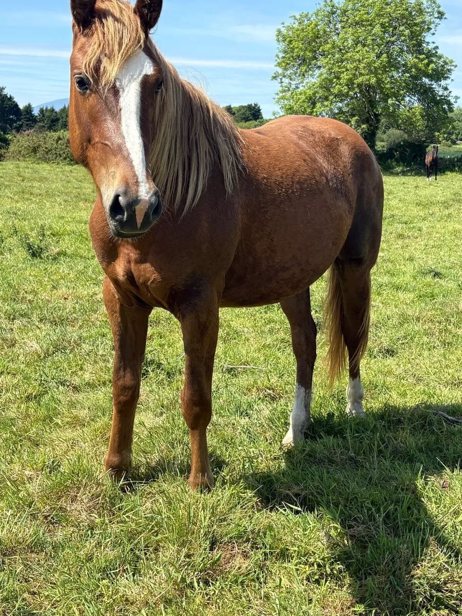 Quality 2 years old mare - Image 1