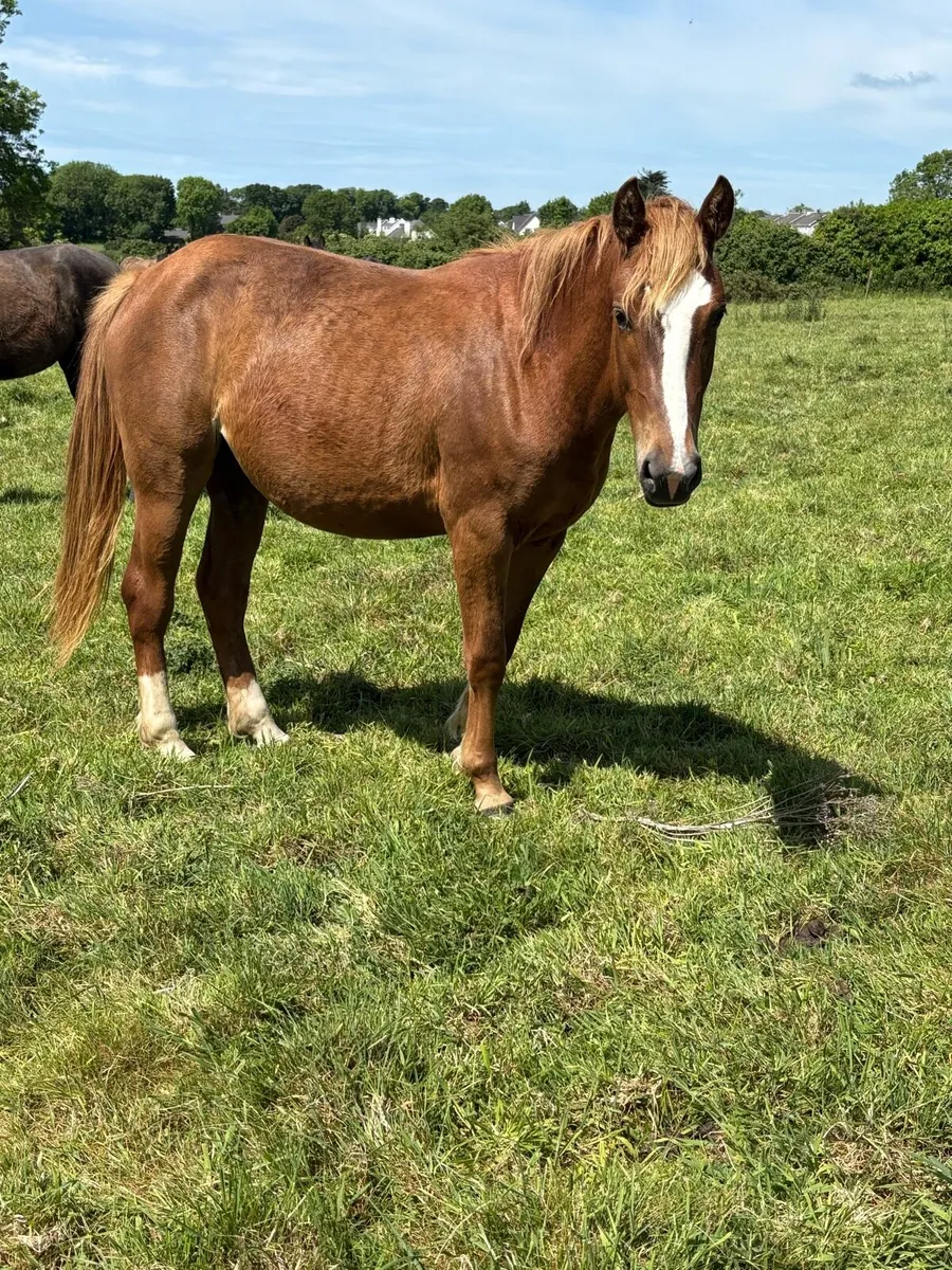 Quality 2 years old mare - Image 2