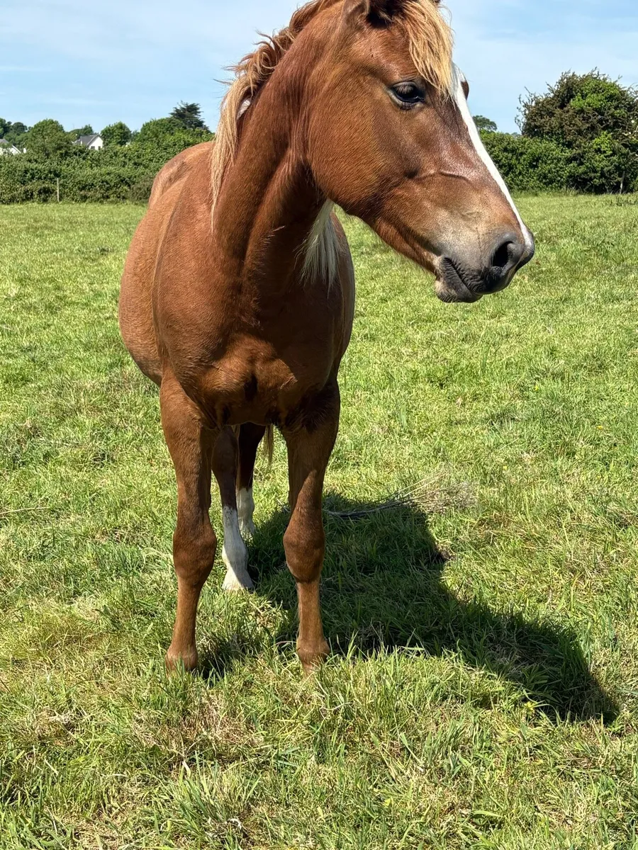 Quality 2 years old mare - Image 3