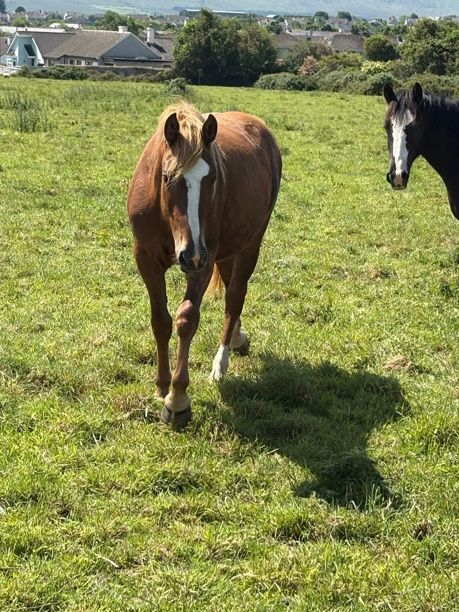 Quality 2 years old mare - Image 4