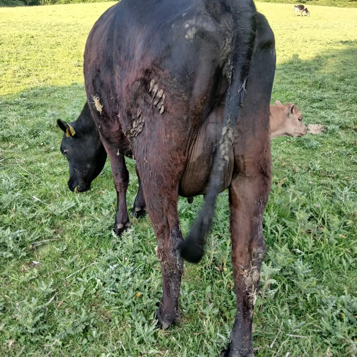 3 freisan heifers - Image 1