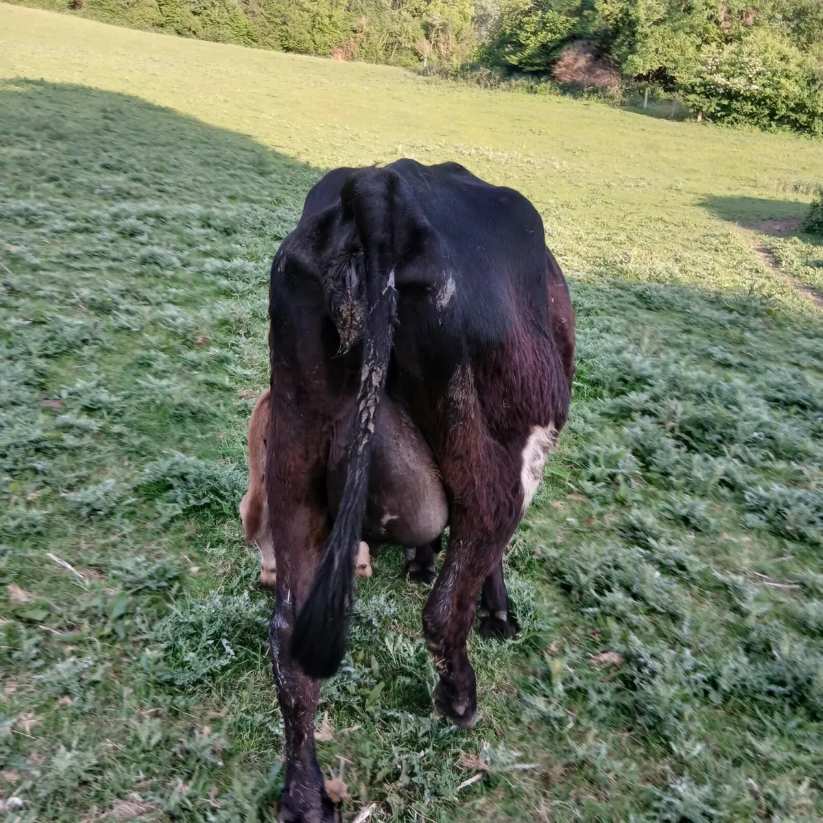 3 freisan heifers - Image 2