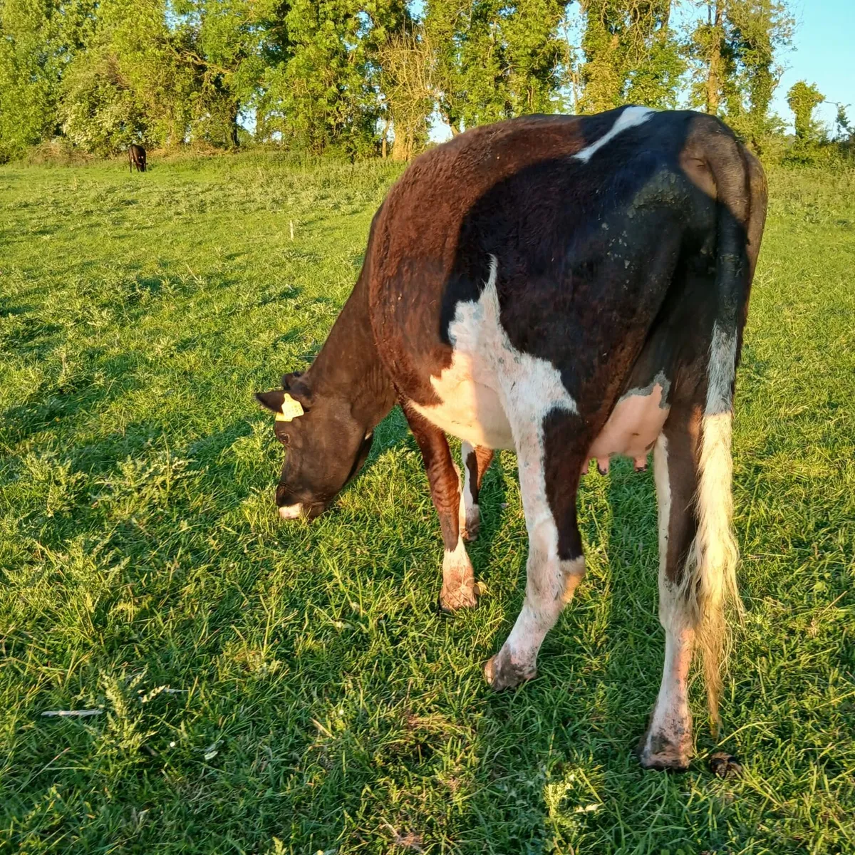 3 freisan heifers - Image 3