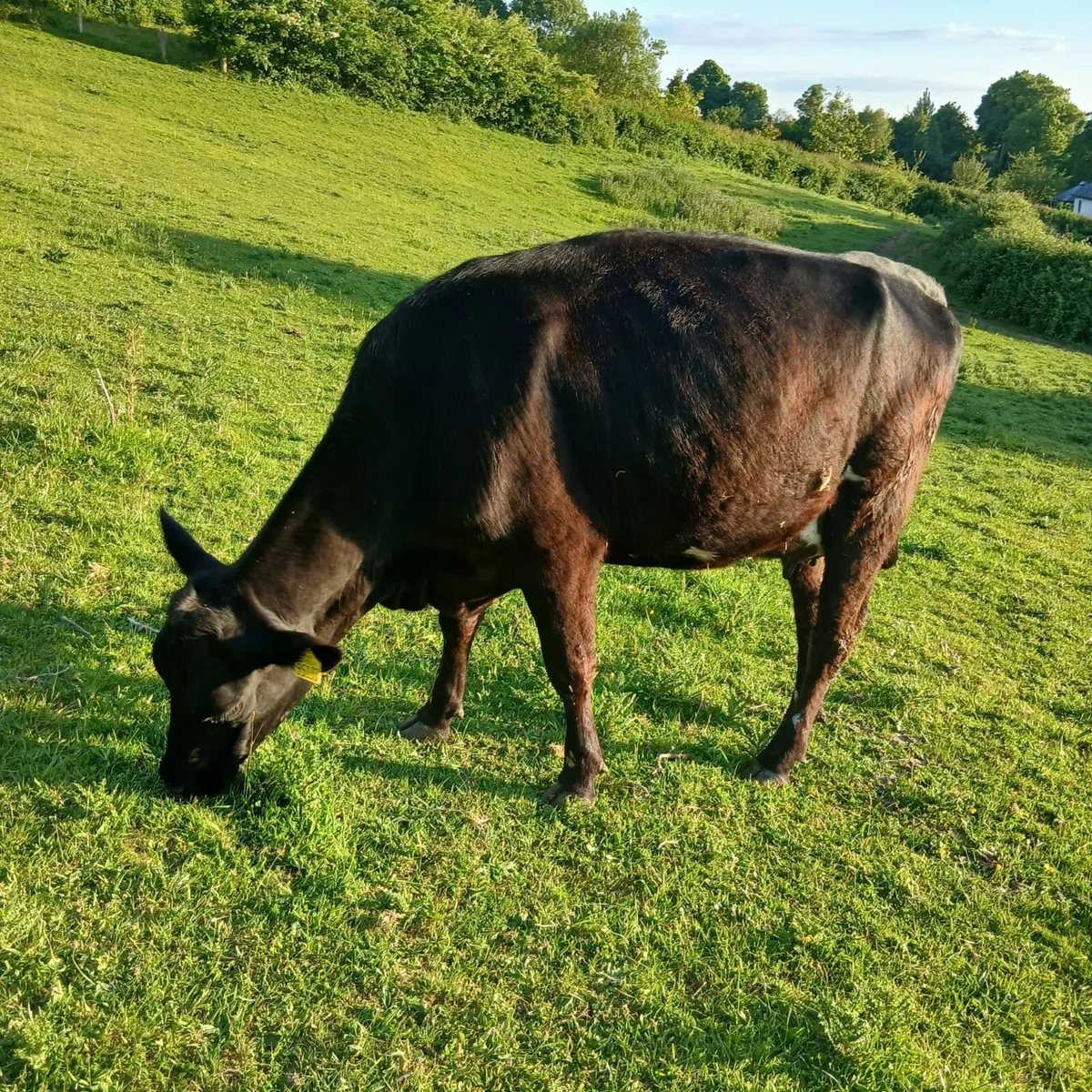 3 freisan heifers - Image 4