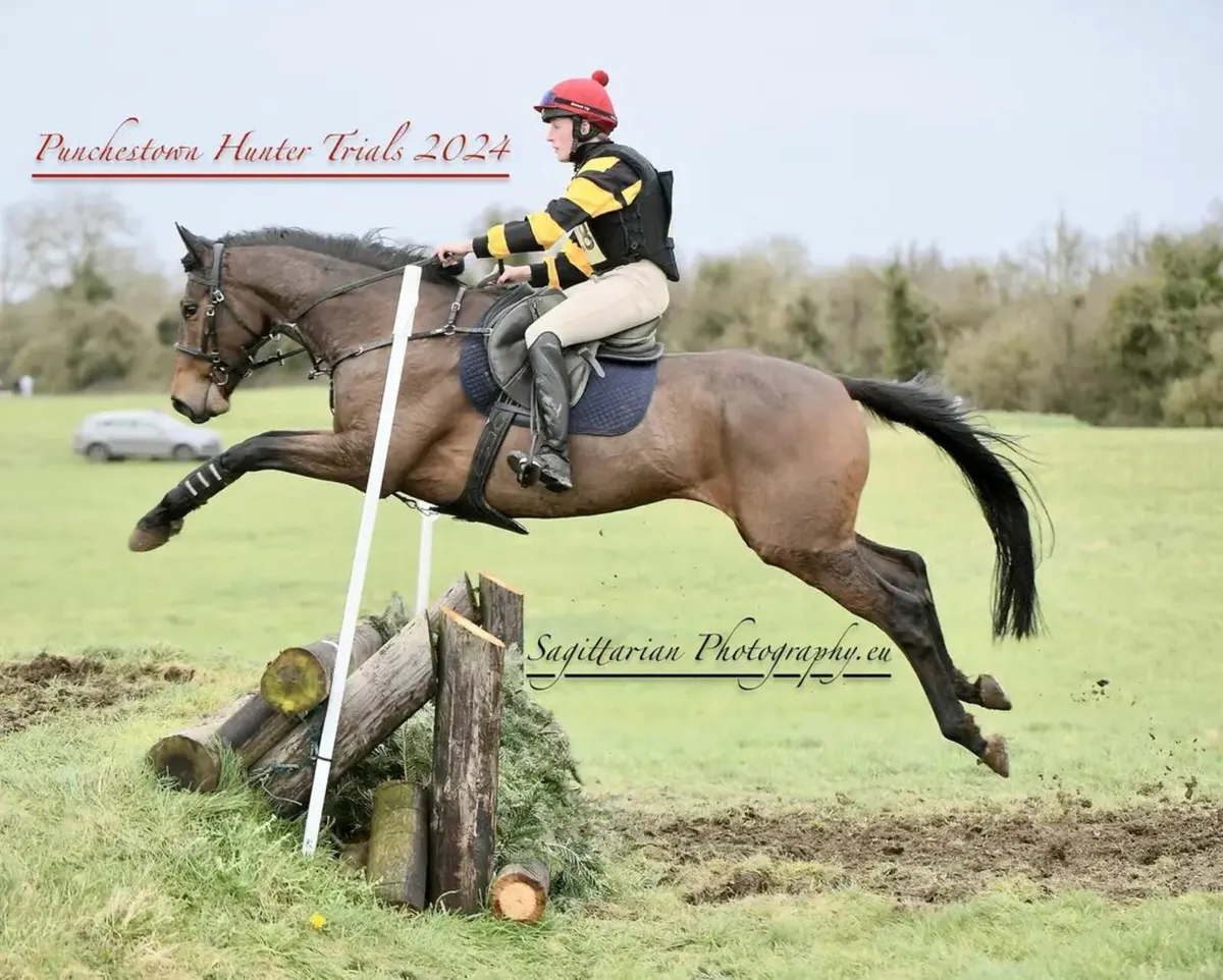 6yr old gelding - Image 1