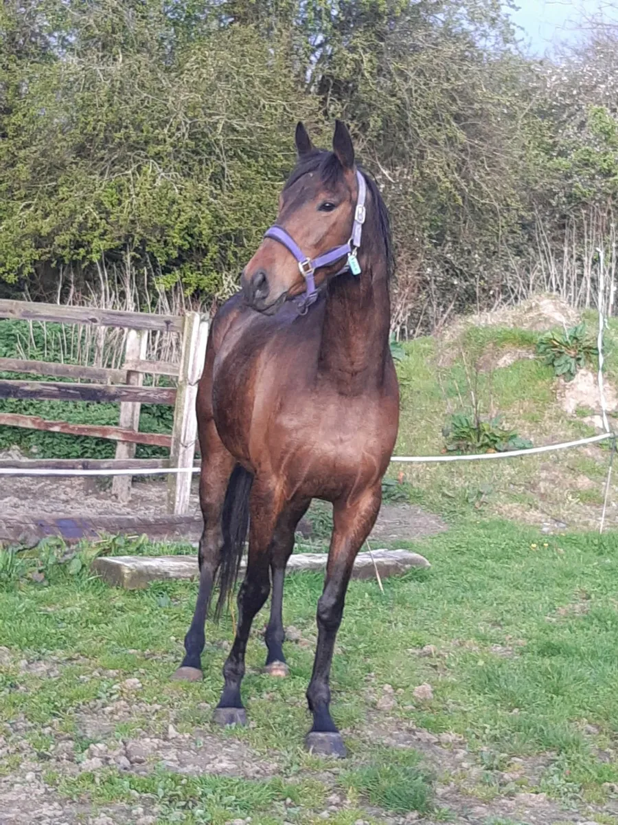 6yr old gelding - Image 3