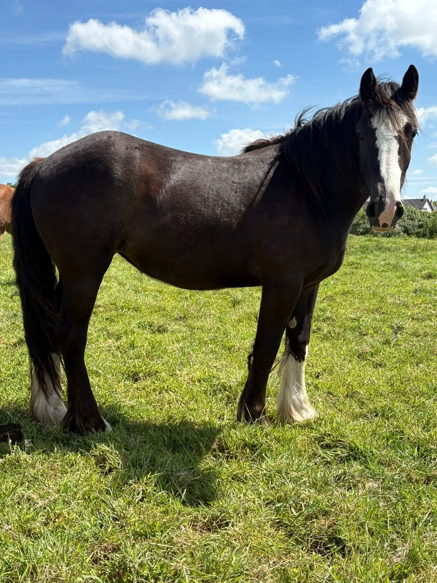 Quality 2 year old mare - Image 1