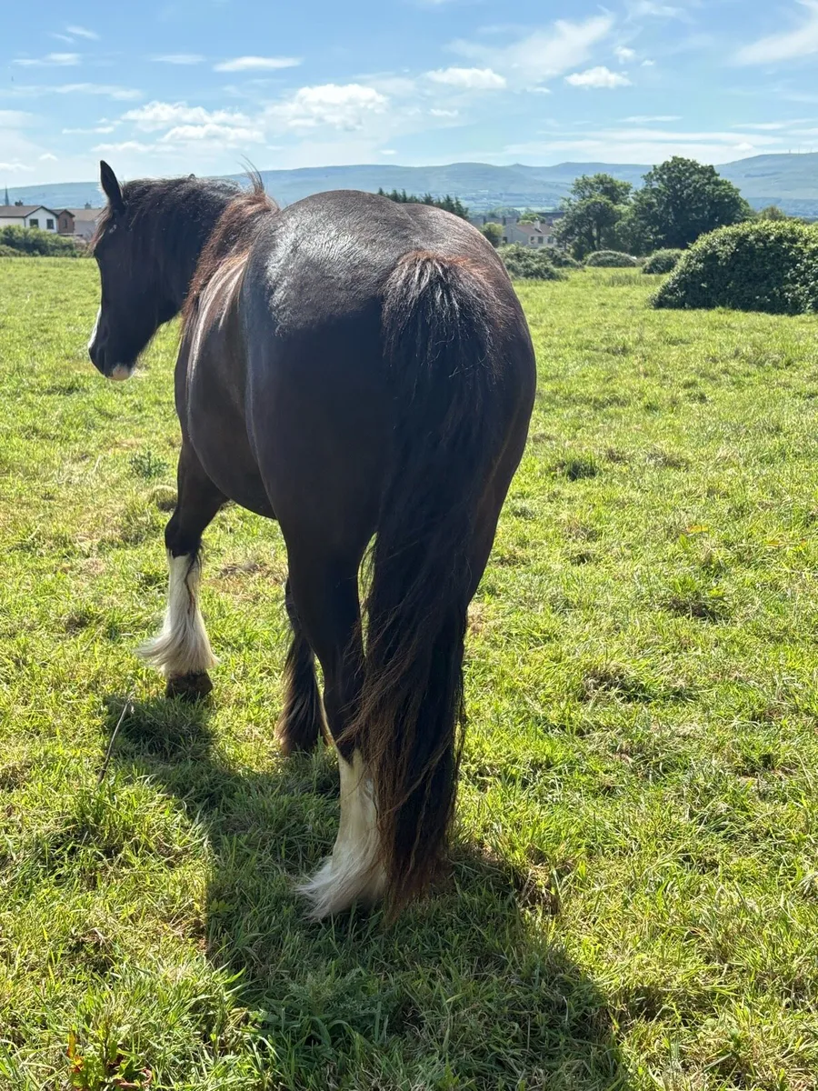 Quality 2 year old mare - Image 2