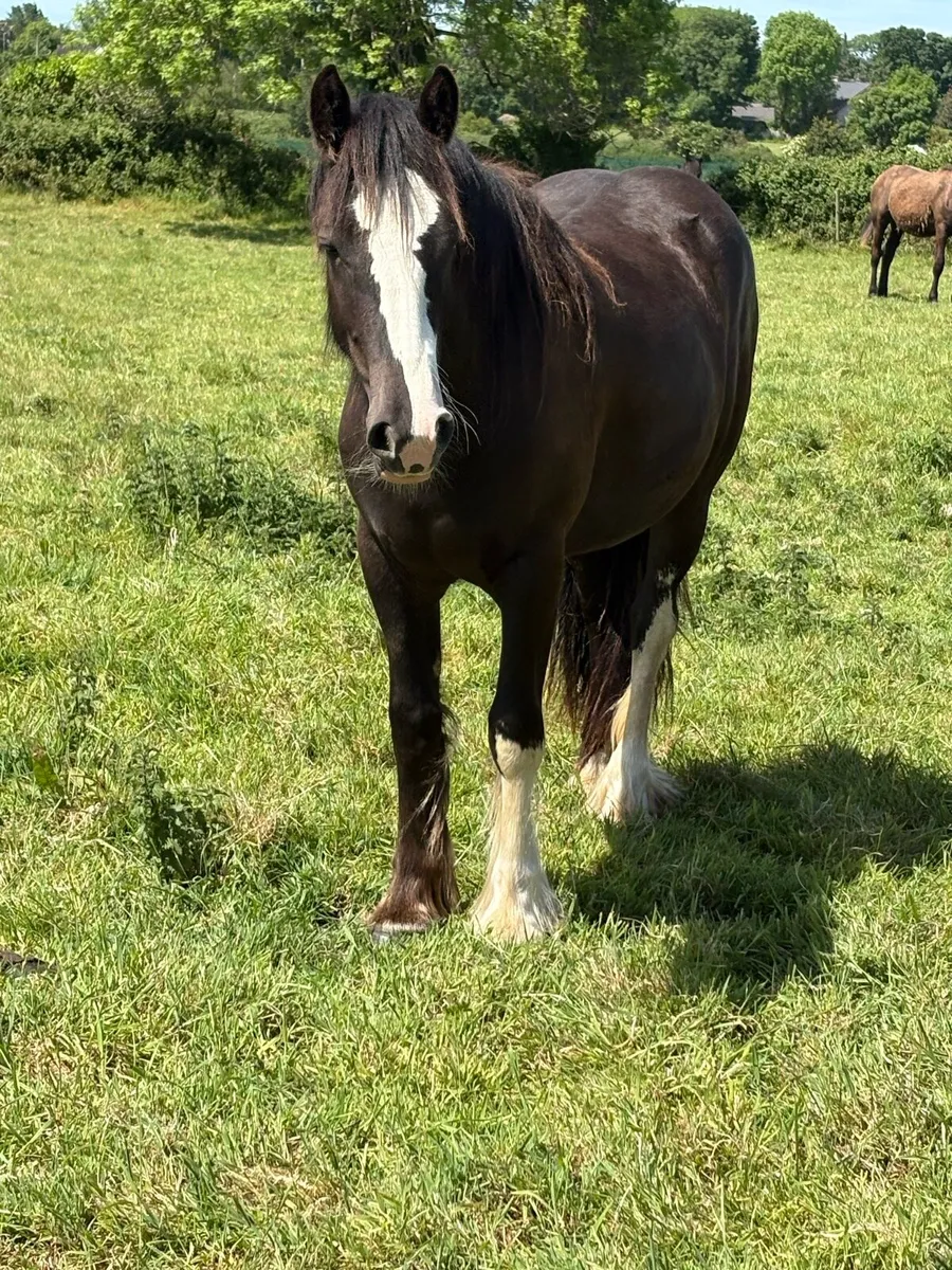 Quality 2 year old mare - Image 3