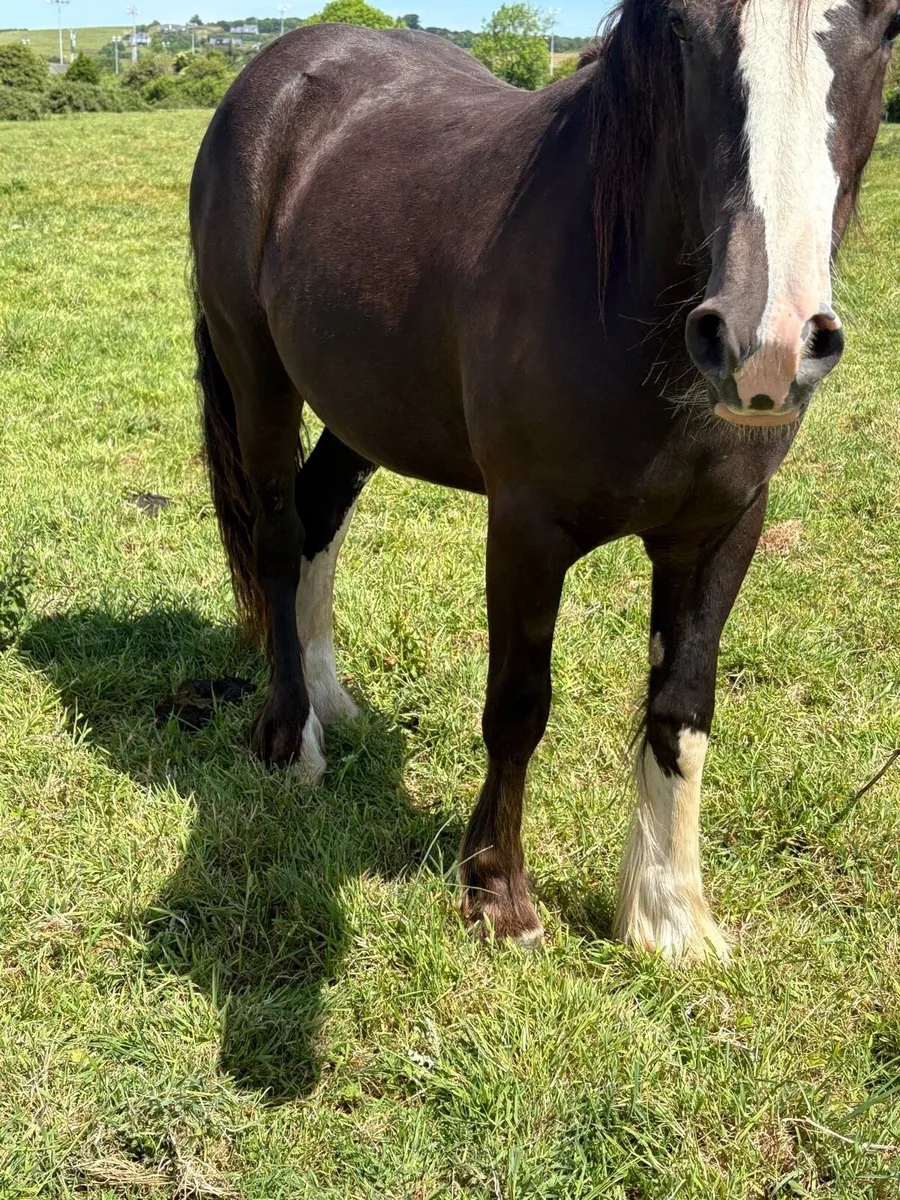 Quality 2 year old mare - Image 4