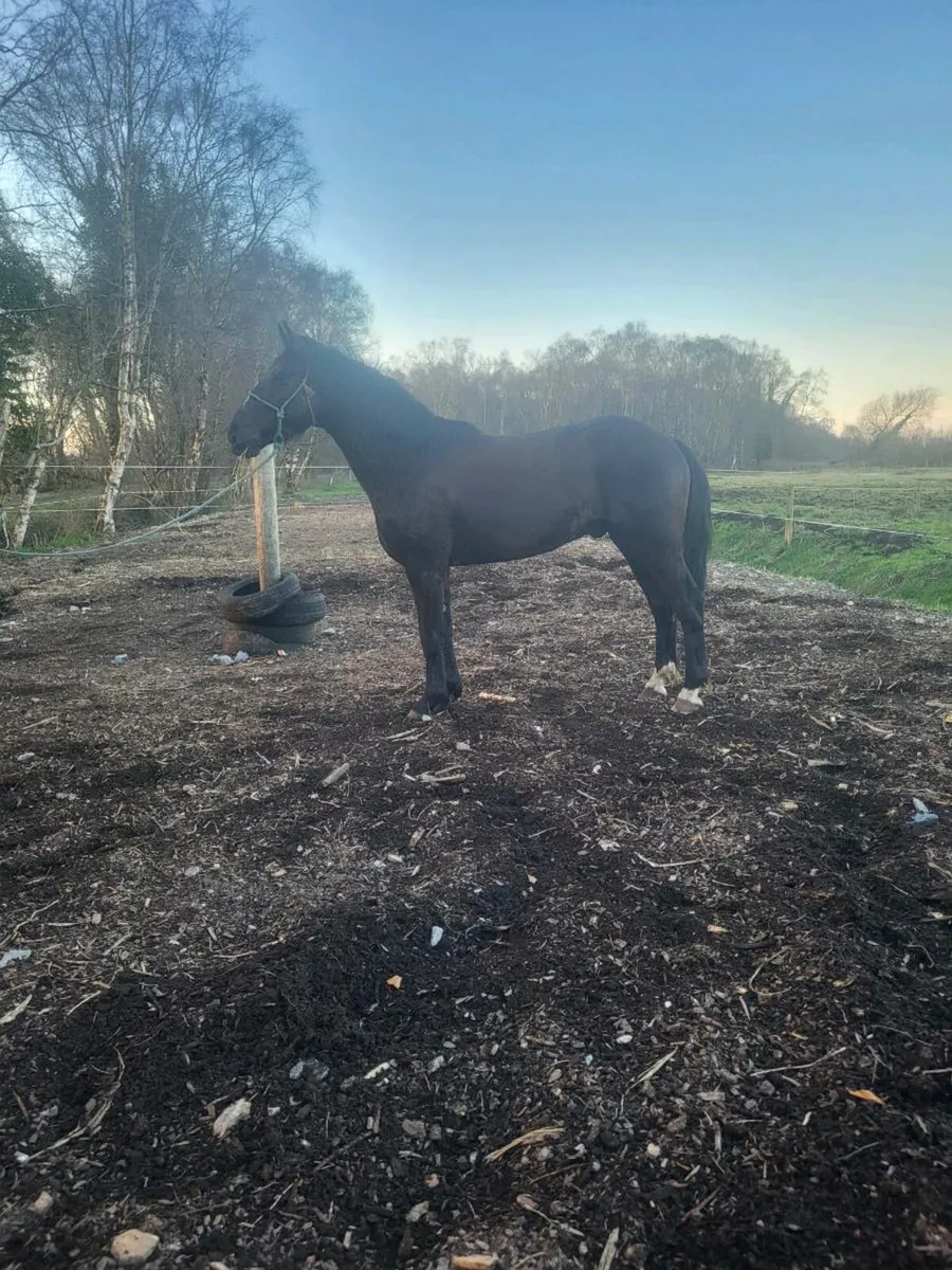 15.2 gelding - Image 1