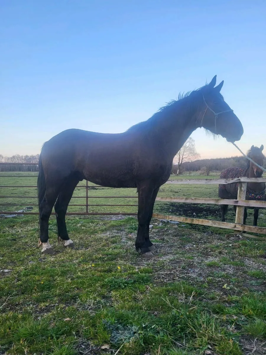 15.2 gelding - Image 2