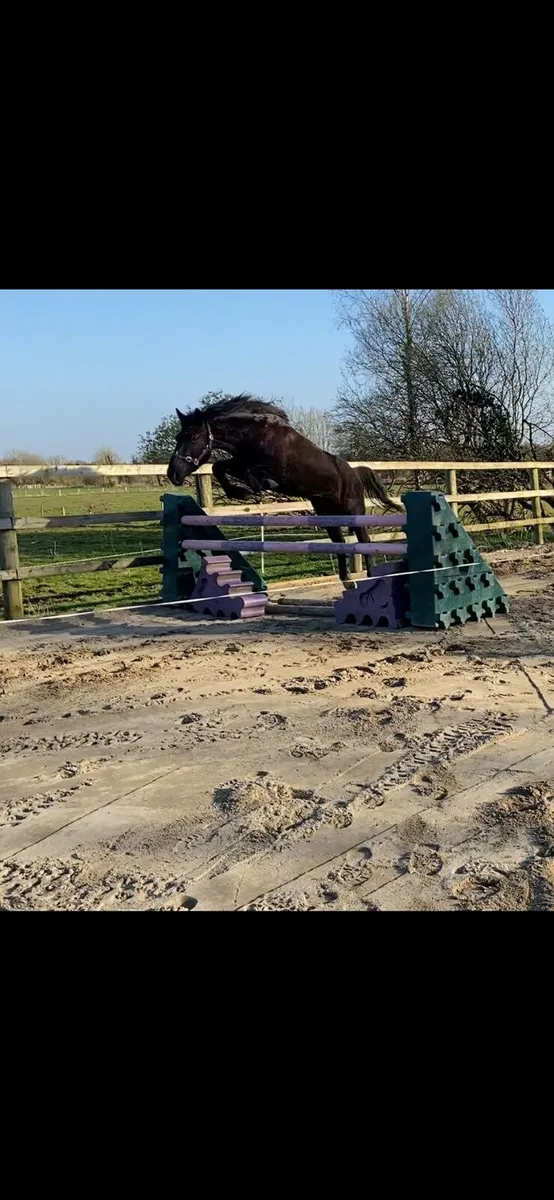 15.2 gelding - Image 3