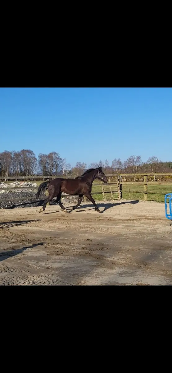 15.2 gelding - Image 4