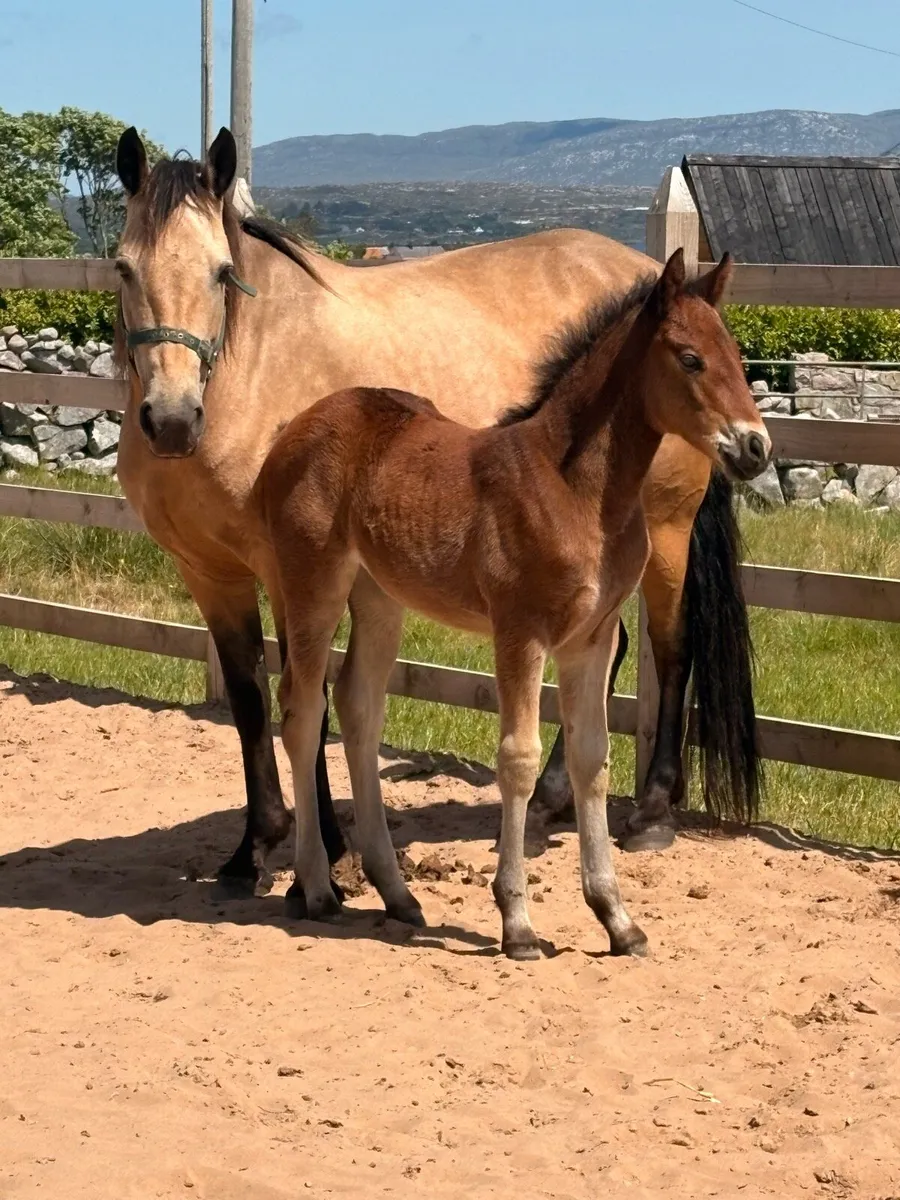 Dun Connemara Mare + Foal - Image 1