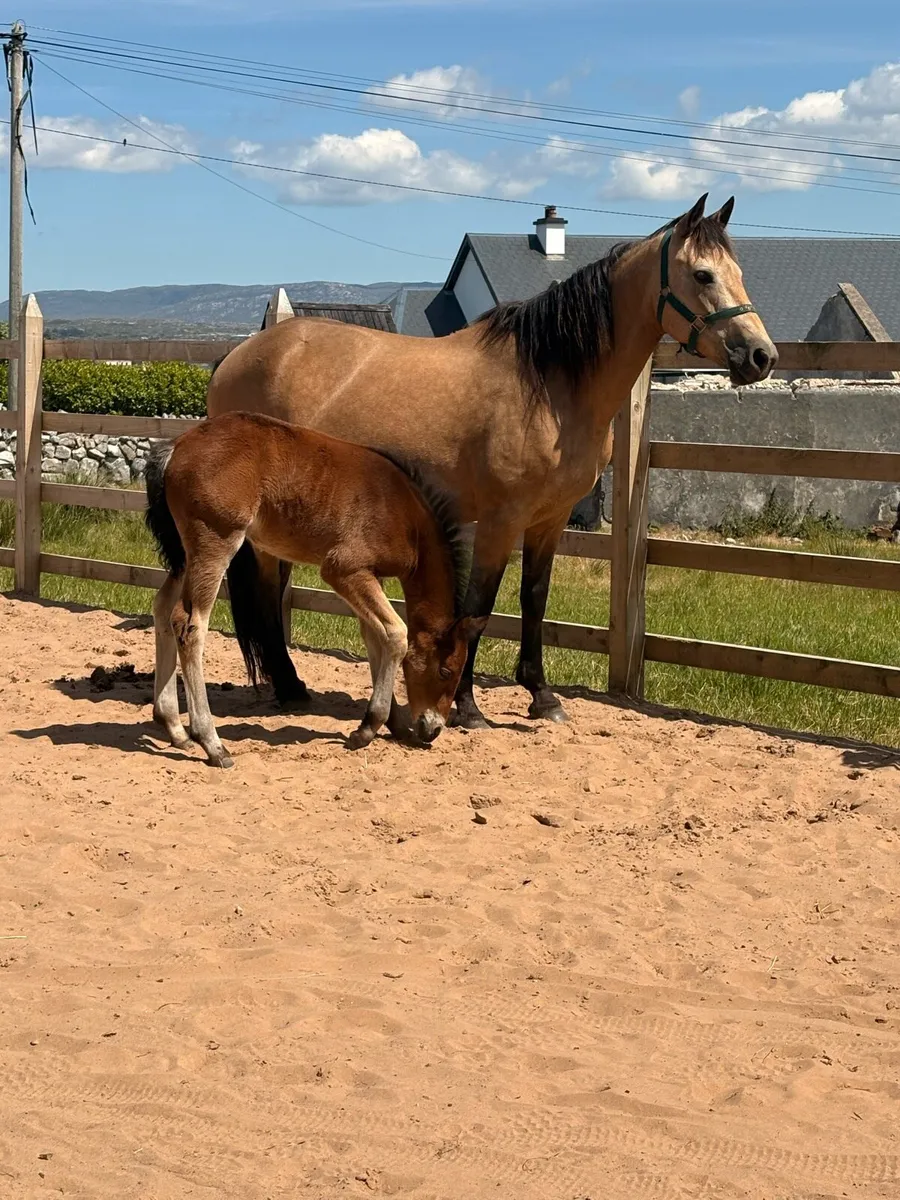 Dun Connemara Mare + Foal - Image 2
