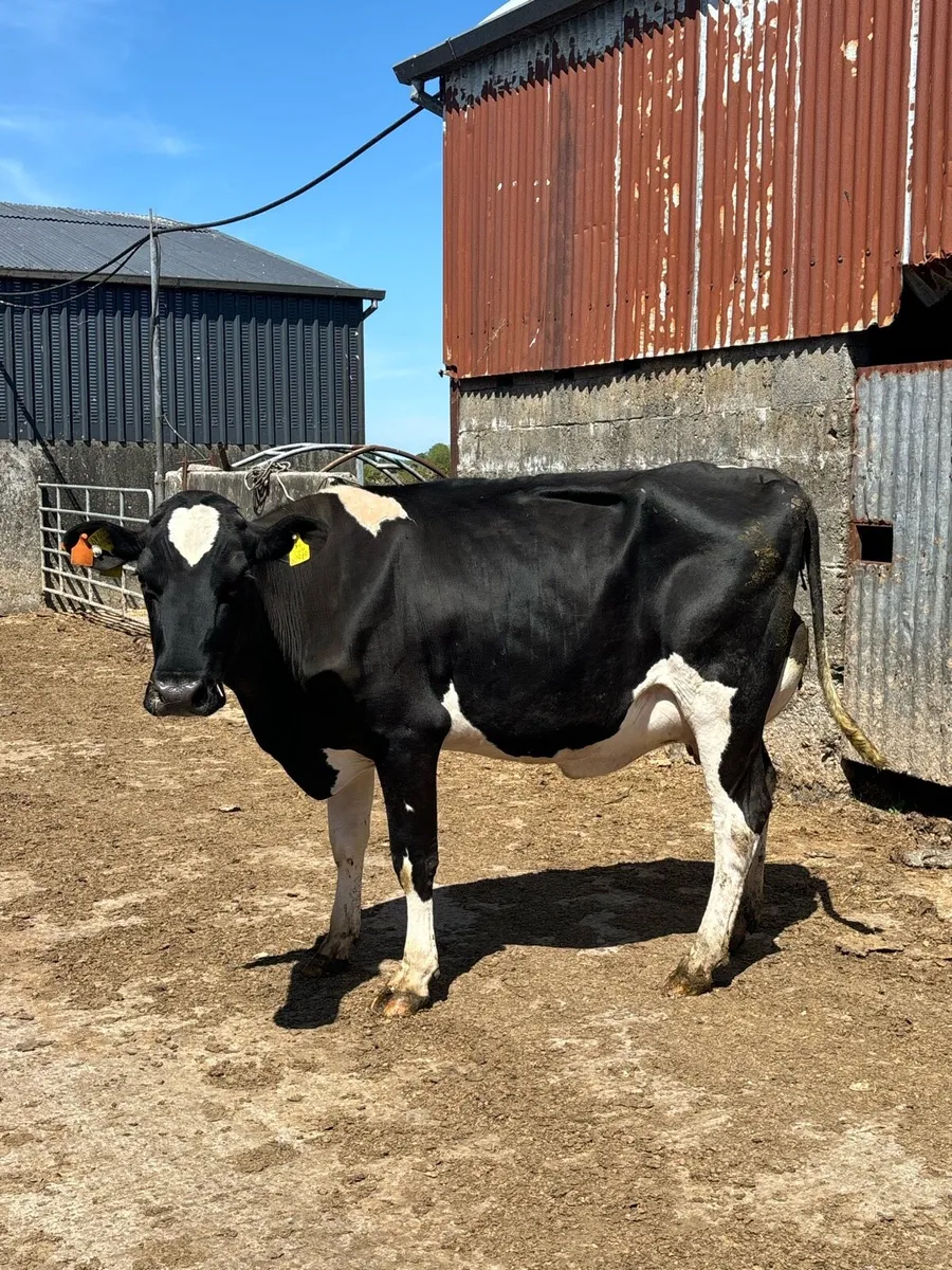 Freshly calved 2nd calver - Image 2