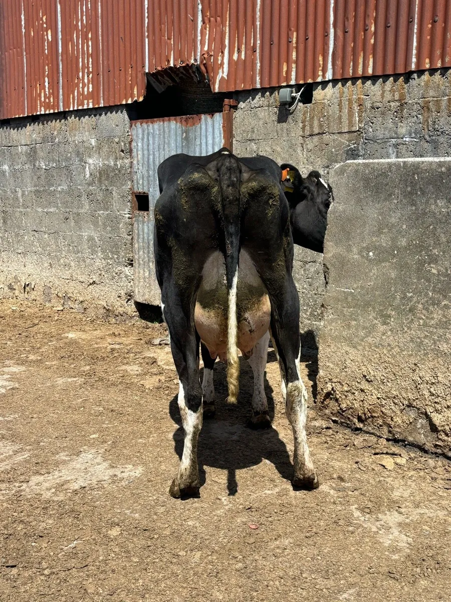 Freshly calved 2nd calver - Image 3